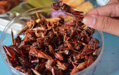 Belalang Goreng